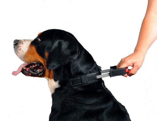 Dog collar PatentoPet L (51-60 cm)